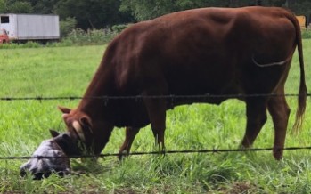 2018-06-14 Cow meeting new calf 2