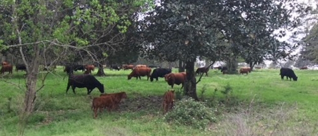 Grass Fed Cattle Grazing